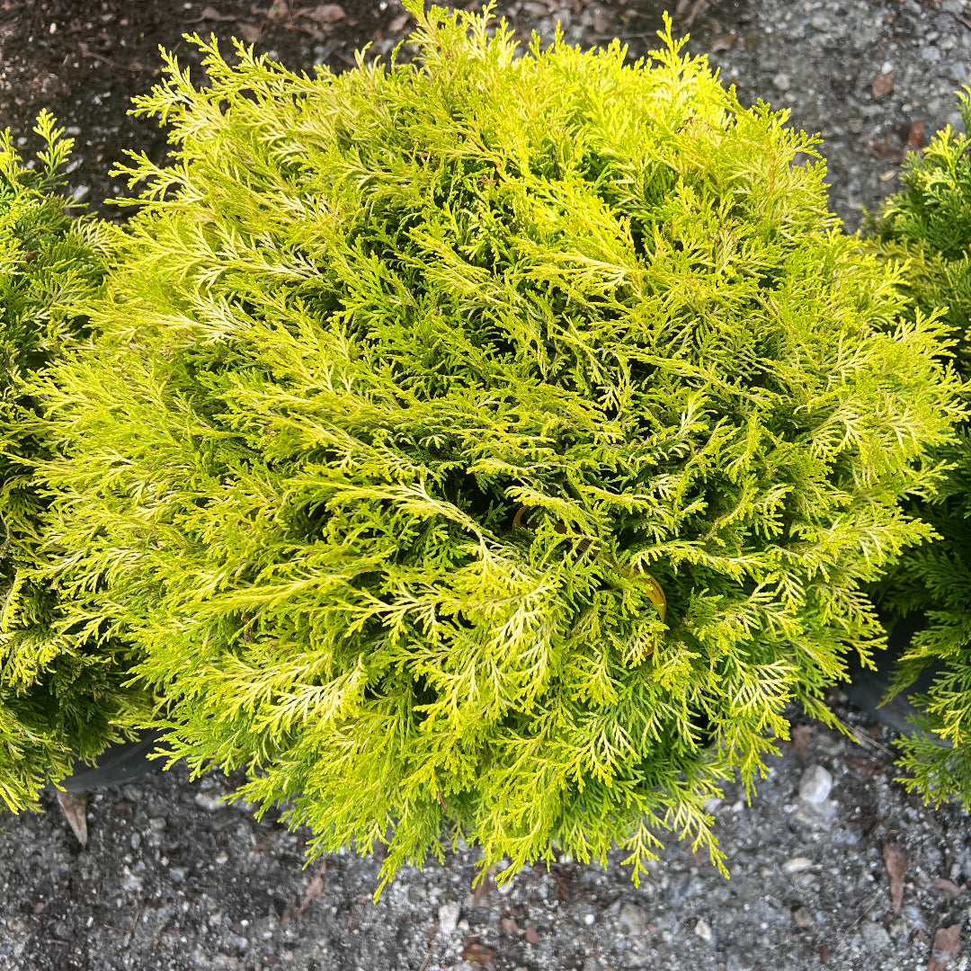 Young Cripps Hinoki Cypress tree growing in nursery container