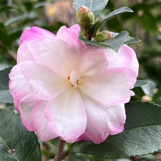 Bob's Supreme Camellia