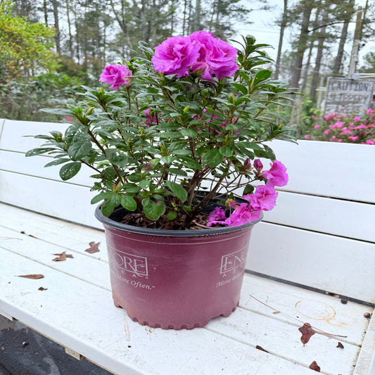 Majesty Encore Azalea flowering shrub growing outdoors in landscaped soil