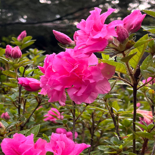 Healthy Autumn Carnation Azalea with rich green leaves