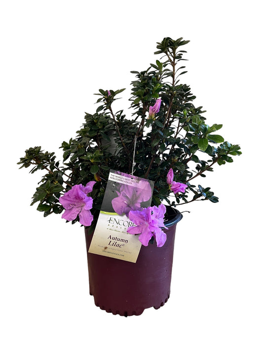Encore Azalea Autumn Lilac – evergreen shrub