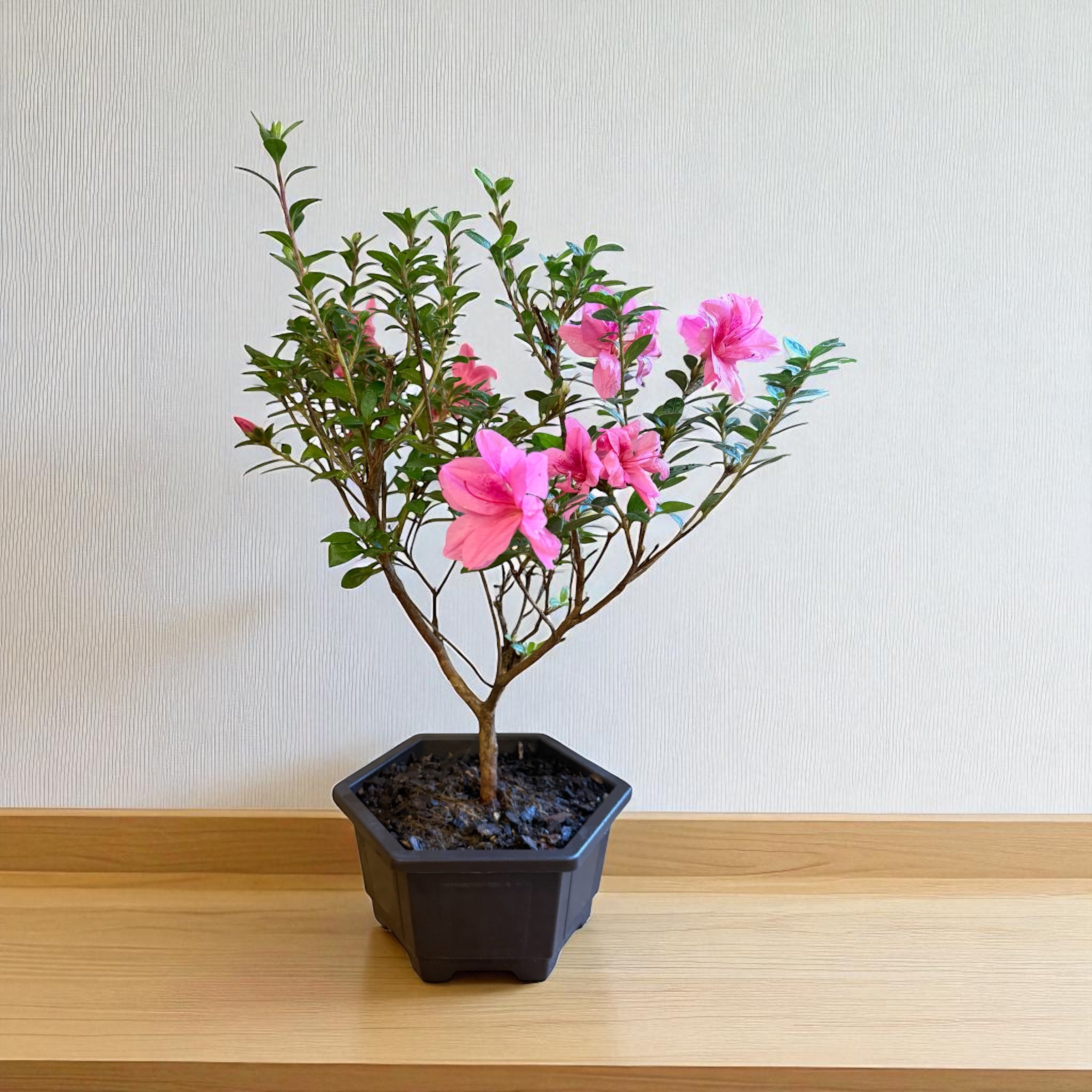 empress tree bonsai Bonsai Empress Encore Azalea for Sale – Container Display