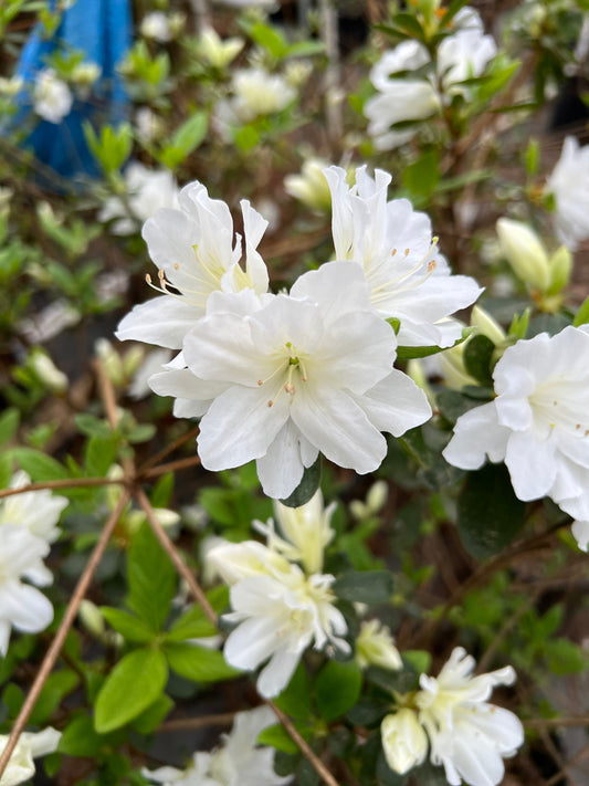 Evergreen azalea shrub with dense green foliage