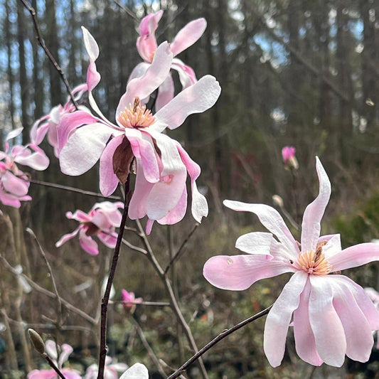 Young Leonard Messel Magnolia tree with upright branches and fresh seasonal growth