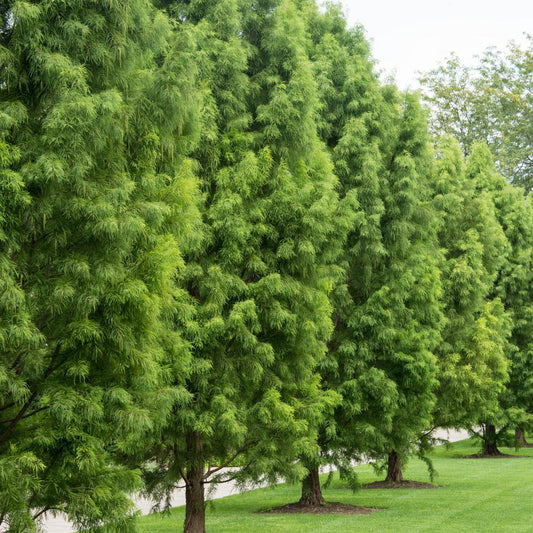 Dawn Redwood Tree young plant with soft green foliage