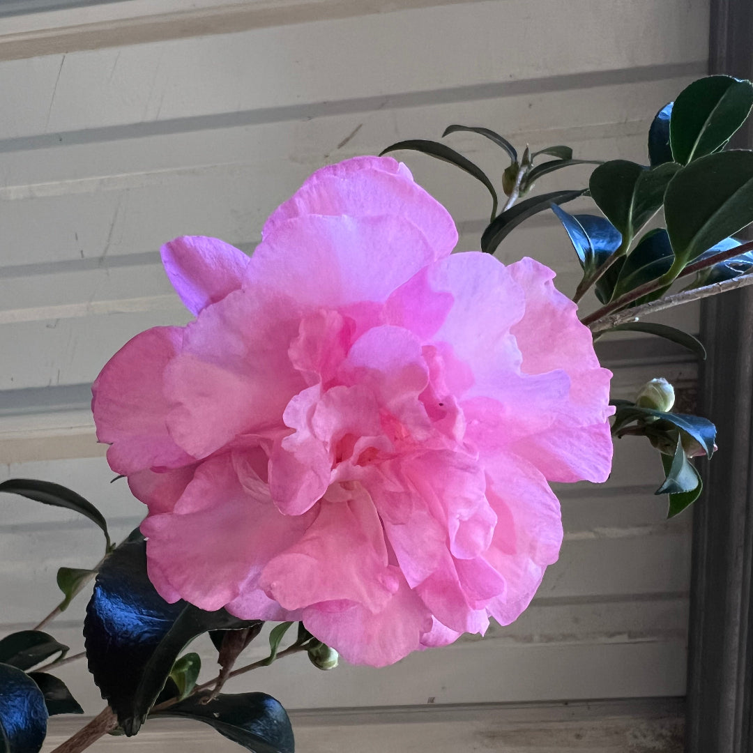 Stephanie Golden Camellia