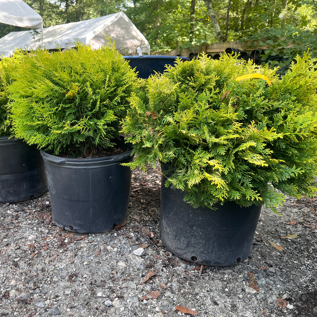 Healthy Cripps Hinoki Cypress plant ready for landscape planting