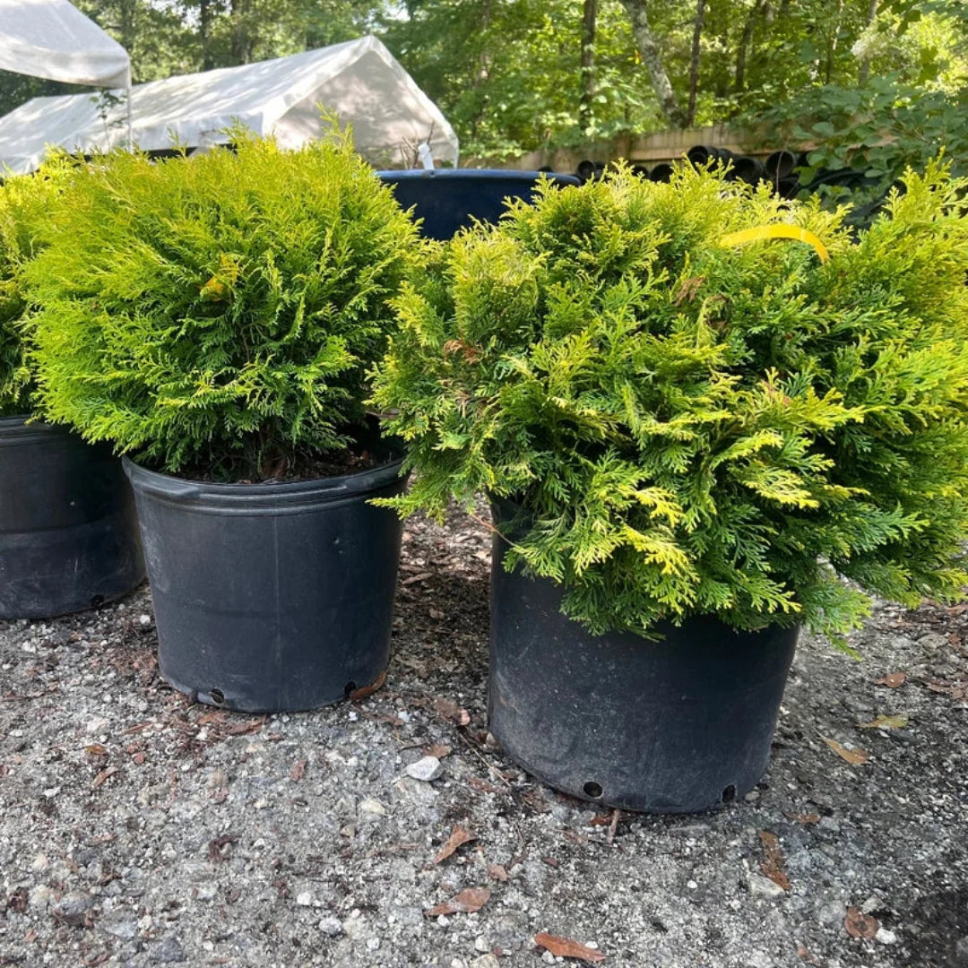 Cripps Hinoki Cypress showing golden-green tones in natural light