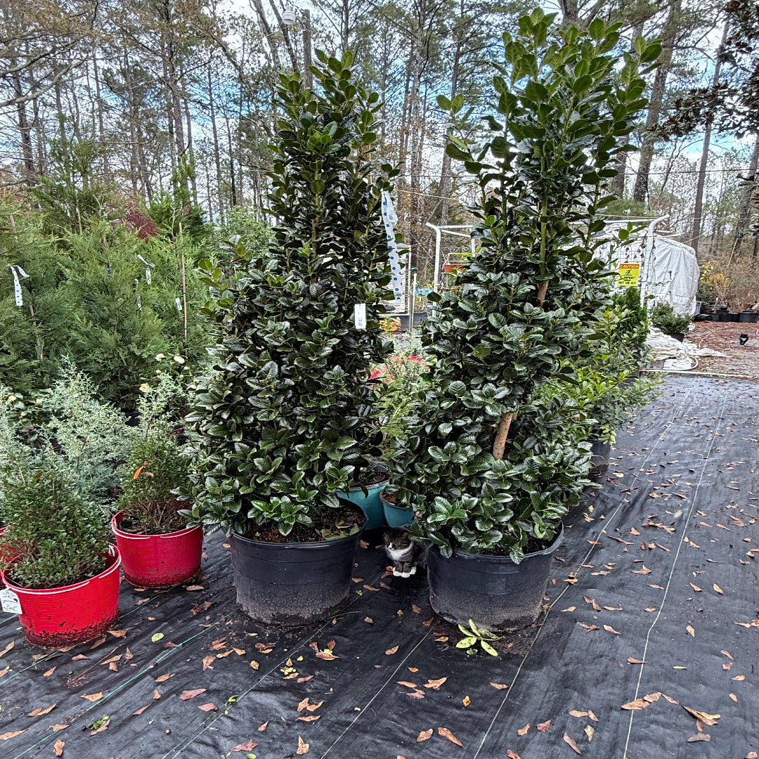 Liberty Holly shrub with dense green foliage and upright evergreen growth