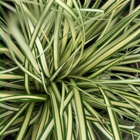 Carex oshimensis Evergold hardy ornamental grass