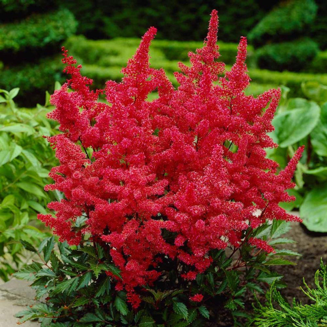 Astilbe arendsii Red Fanal close-up flowers
