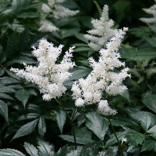 Astilbe Deutschland perennial in garden view