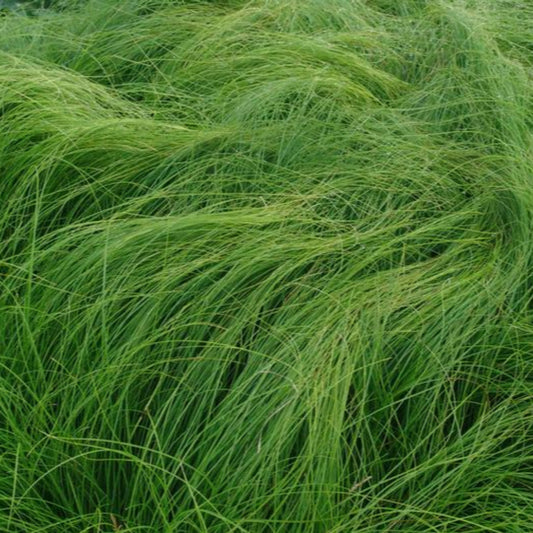 Carex appalachica hardy perennial sedge