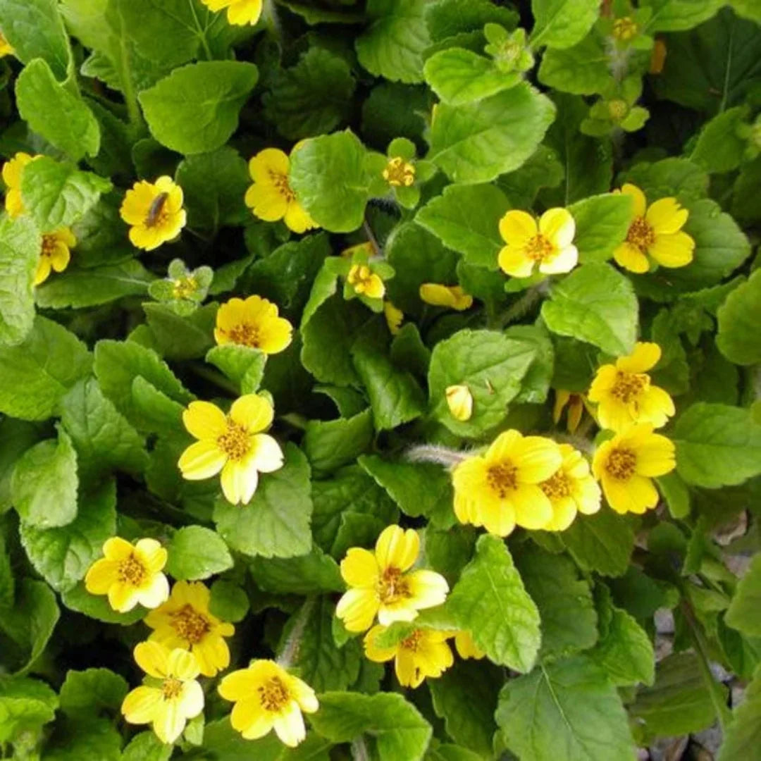 Chrysogonum virginianum Green and Gold plant
