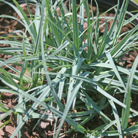 Carex flacca Blue Sedge close-up foliage