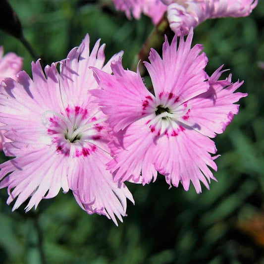 Dianthus Bath’s Pink perennial groundcover