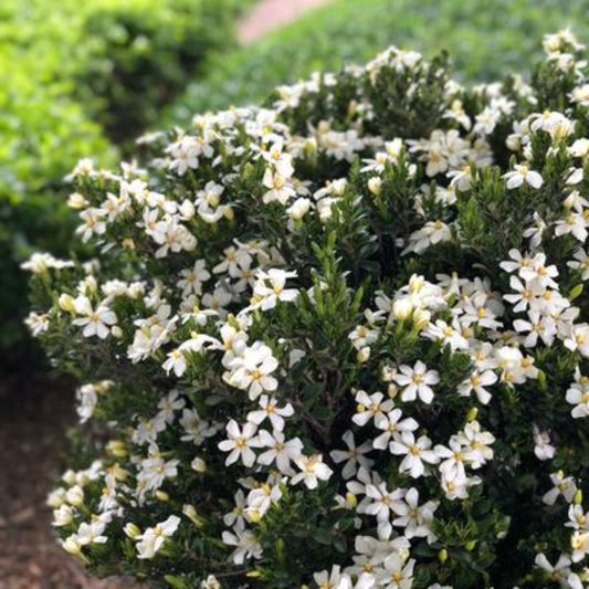 Dwarf Daisy Gardenia plant ideal for containers and small garden spaces