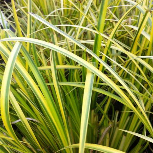 Acorus gramineus Ogon golden sweet flag grass
