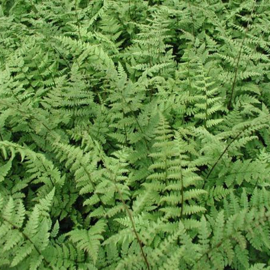 Athyrium filix-femina Lady Fern plant