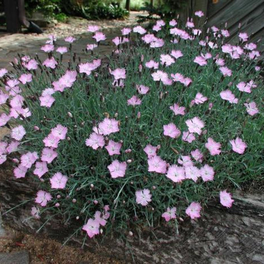Dianthus Bath’s Pink perennial plant