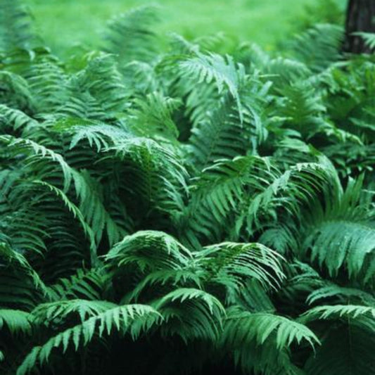 Cinnamon Fern Osmunda cinnamomea plant