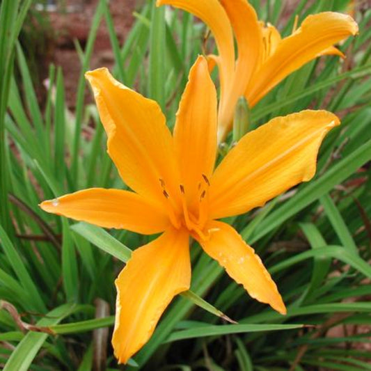 Hemerocallis 'Aztec Gold' Aztec Gold Daylily
