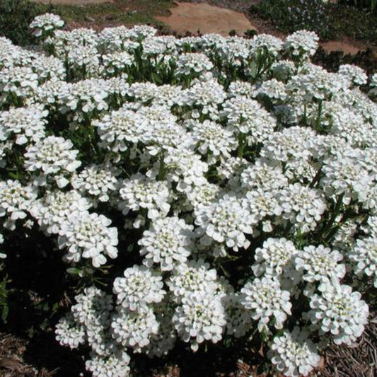 Iberis Snowcone Candytuft perennial plant