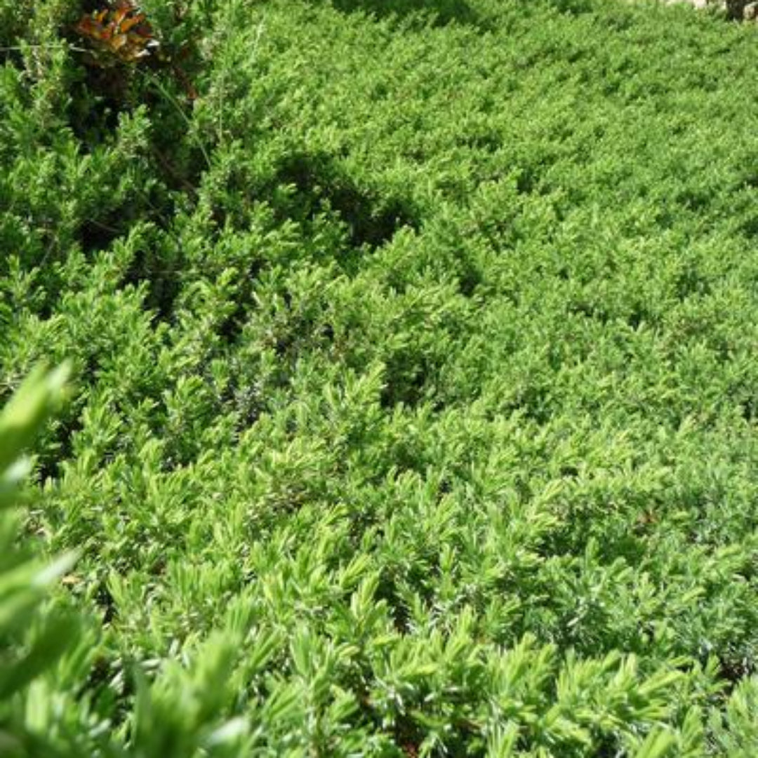Juniper Blue Pacific, Low Growing, Evergreen Conifer, Surprisingly Soft To The Touch, Birds Are Attracted To The Bluish Cone-Like Berries In The Fall
