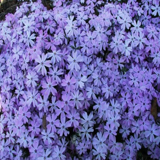Creeping Phlox groundcover along sidewalk
