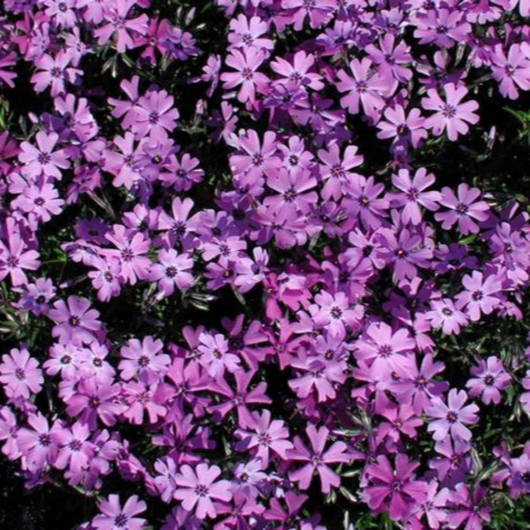 Phlox Subulata Purple Beauty flowers