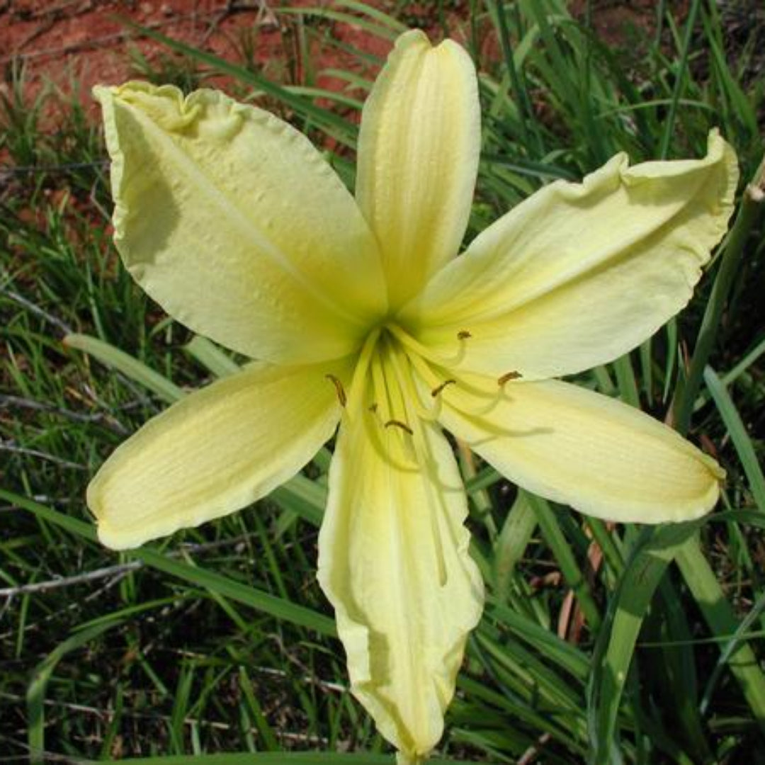Hemerocallis 'Hyperion' Hyperion Daylily