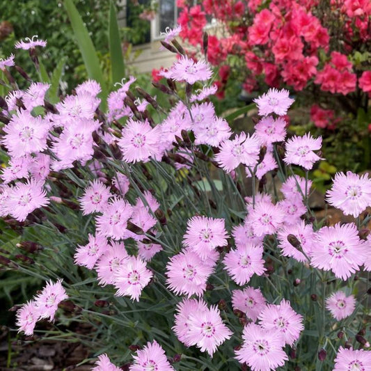 Bath’s Pink Dianthus cottage perennial