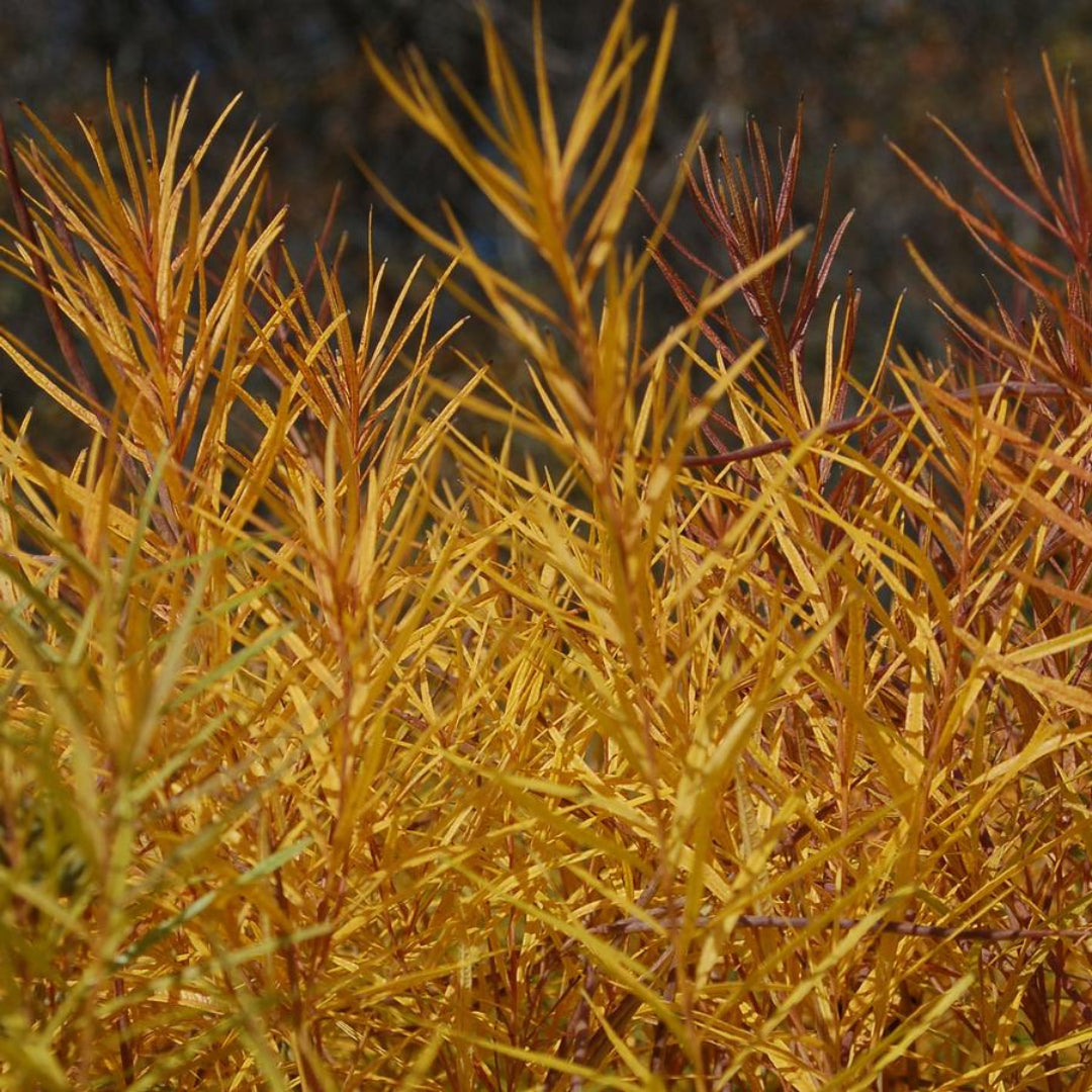 Amsonia hubrichtii ‘Butterscotch’ Blue Star Plant - [EG]