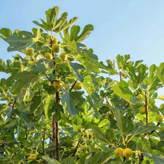 Fresh fig harvest from the Desert King Fig Tree