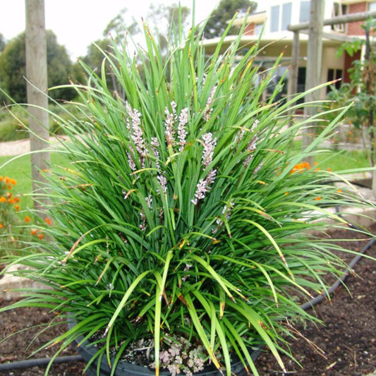 Isabella dwarf Lilyturf flowering perennial plant