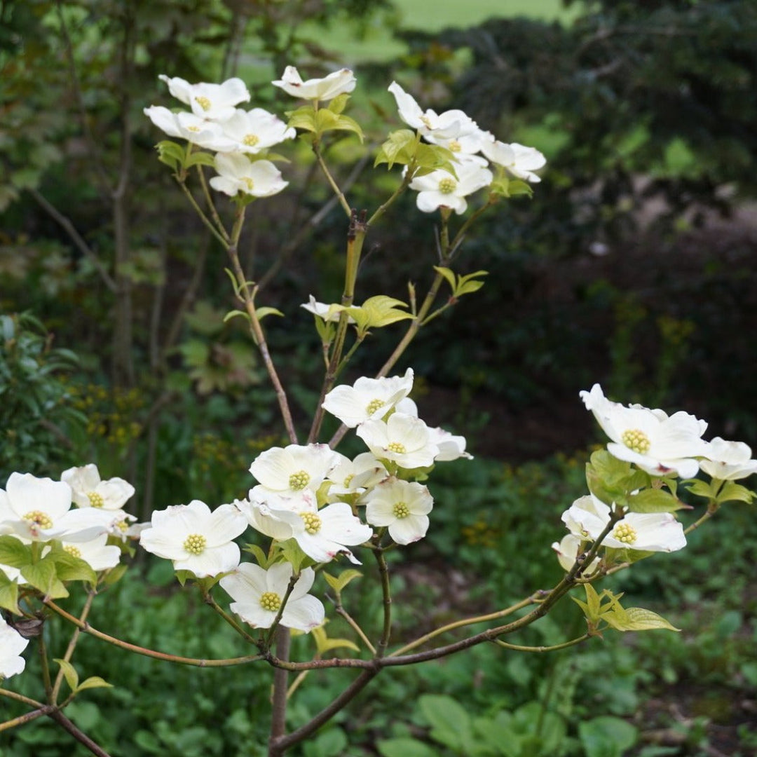 Appalachian Joy Dogwood branches with green leaves