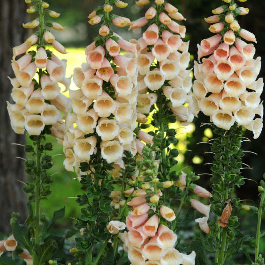 Digitalis Purpurea 'Dalmatian Peach' Foxglove. 10 count flat of 4" pots