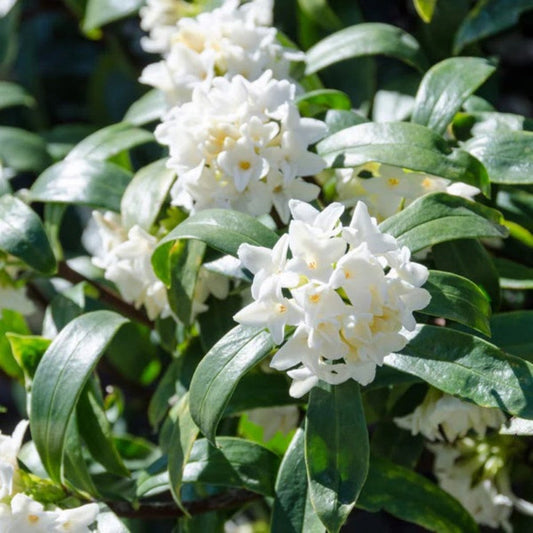 Daphne odora greenleaf variety