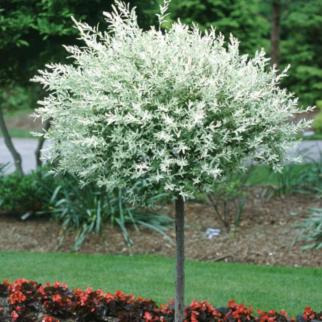 Hakuro-Nishiki Willow tree form with full variegated canopy and graceful shape