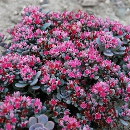 Sedum Sunsparkler 'Blue Elf' – flowering perennial