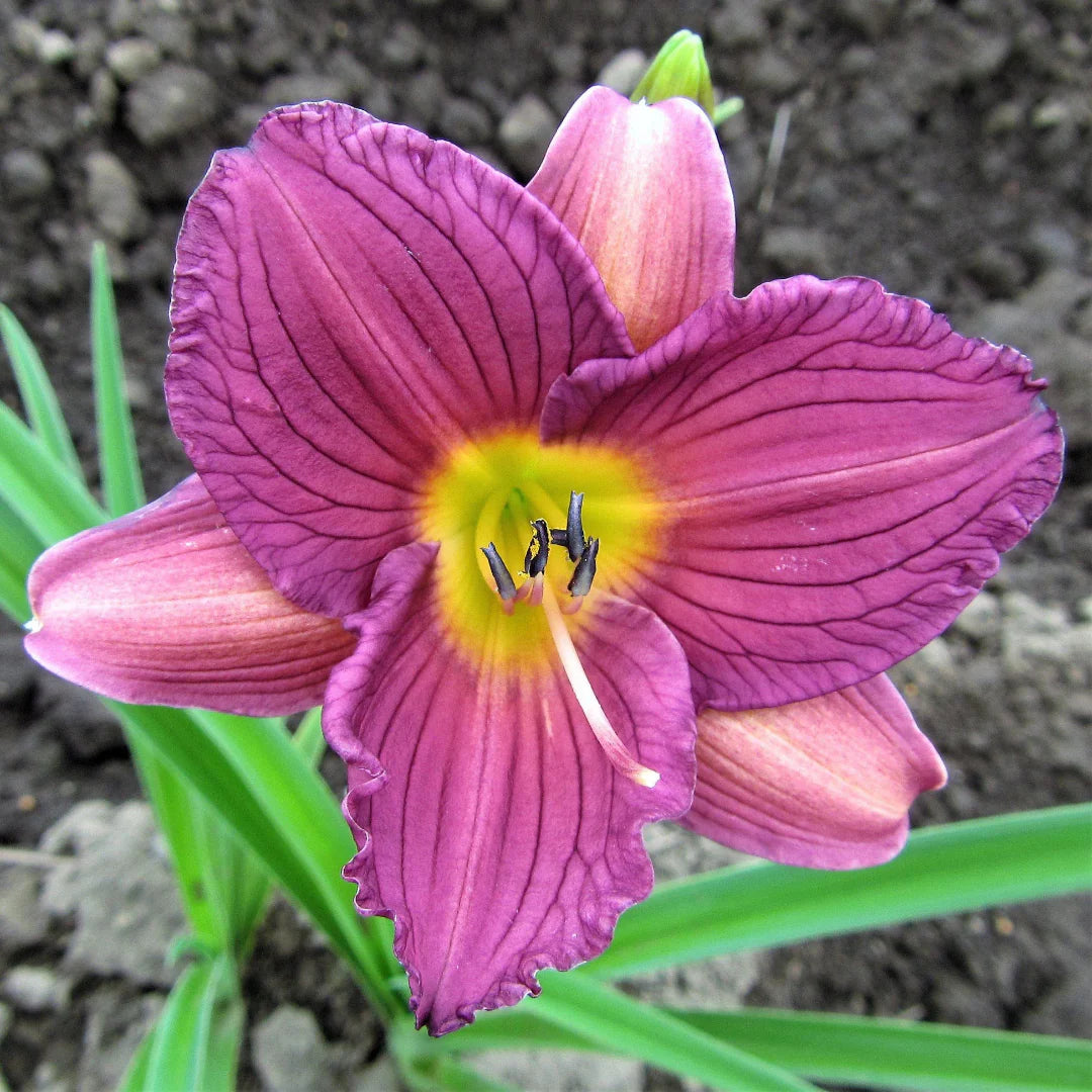 Hemerocallis Purple d’Oro Perennial