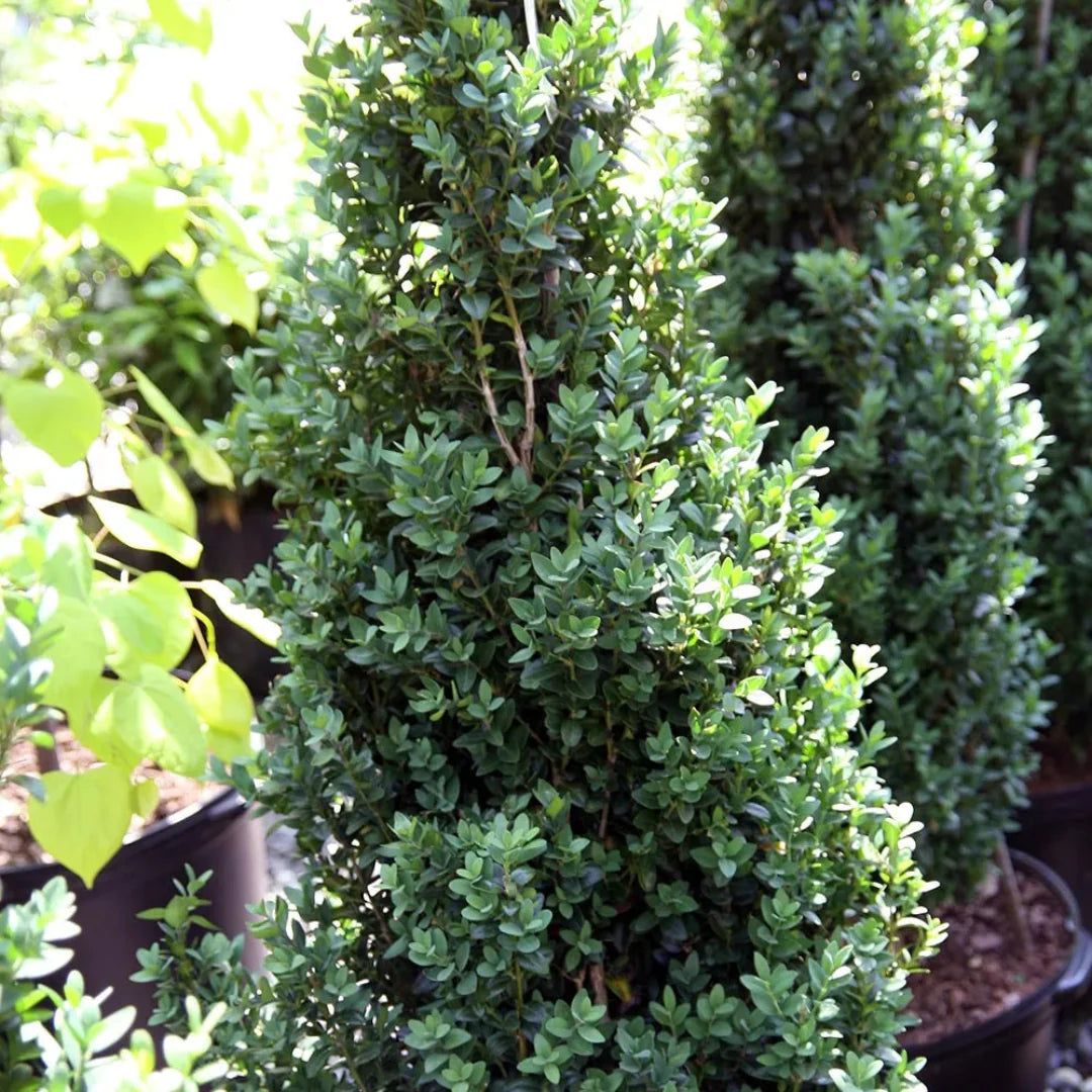 Dee Runk Boxwood – shrub