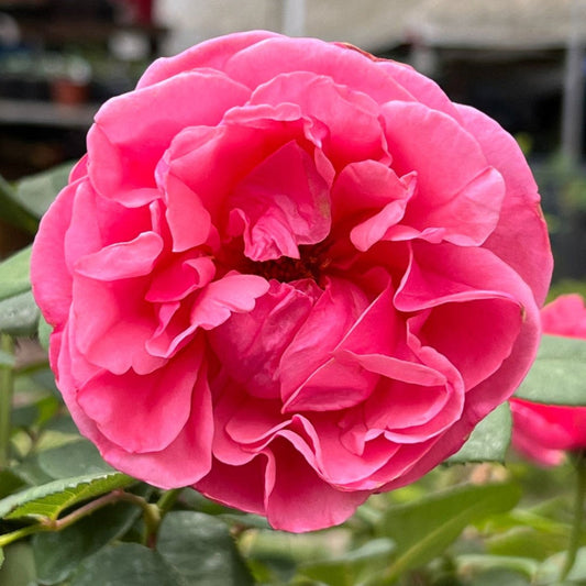 Dee-Lish Hybrid Tea Rose – flowering shrub