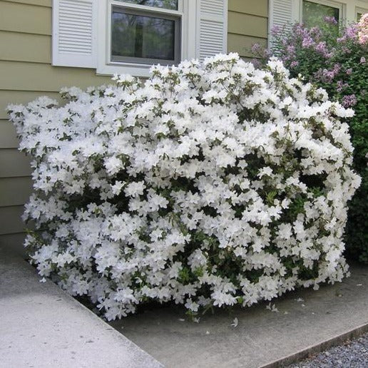 Delaware Valley White azalea spring flowers