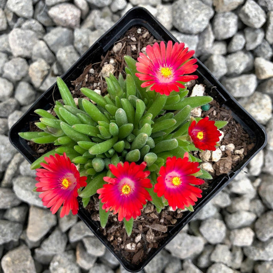Jewel of Desert Garnet delosperma low growing flowering plant
