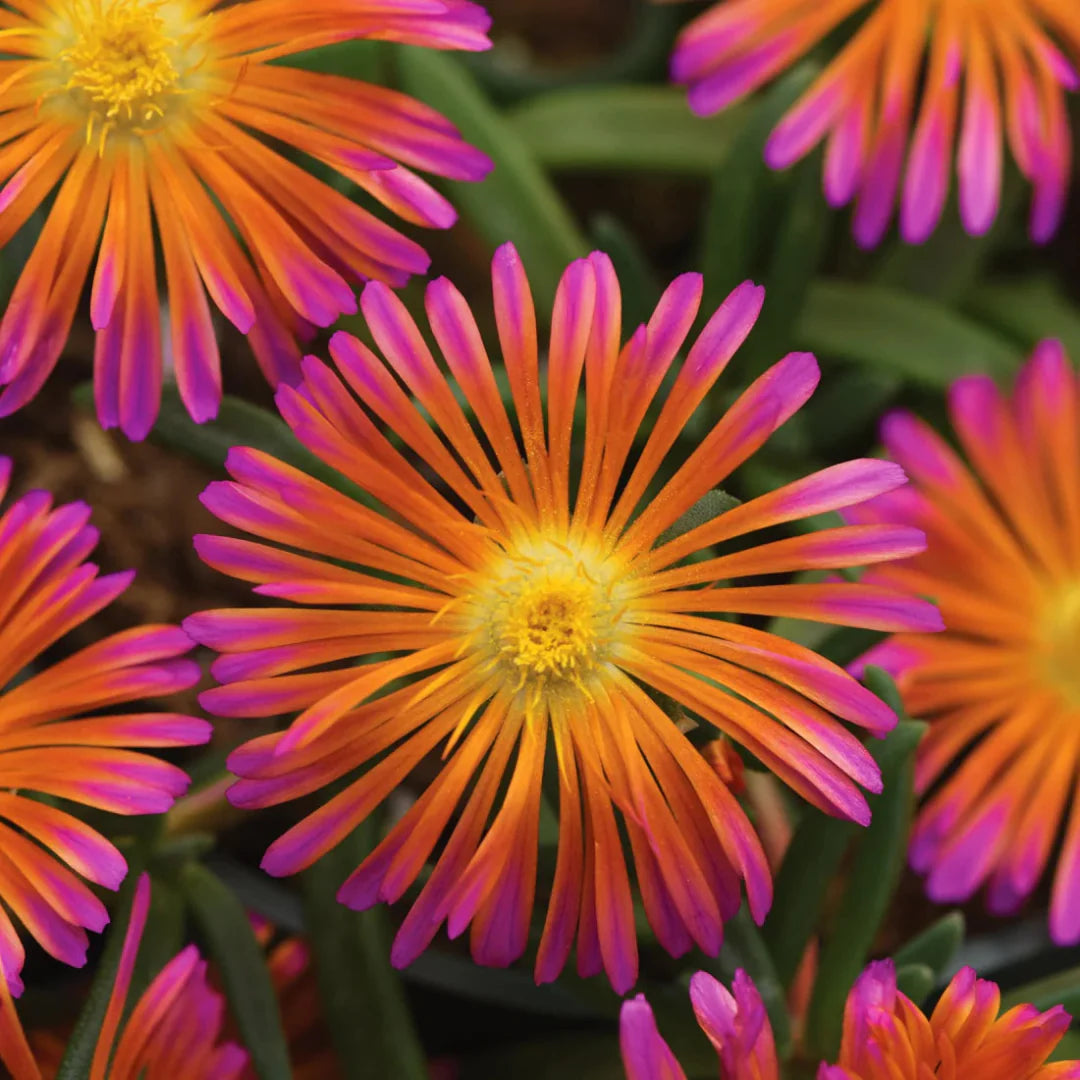 Delosperma Ocean Sunset 'Orange Glow' – evergreen