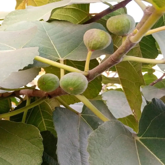 Ripened fruit of Desert King Fig Tree in close view