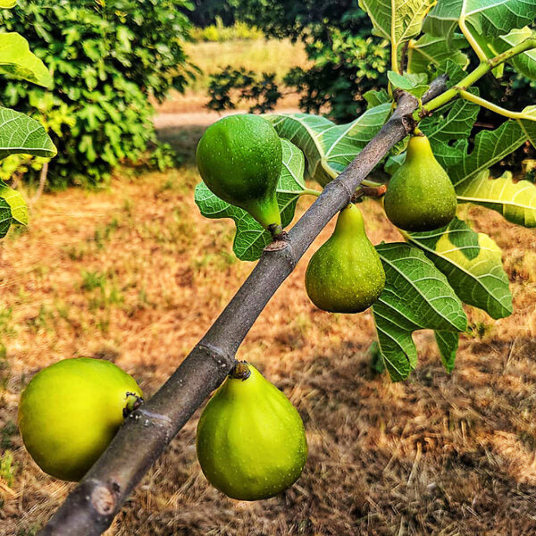 Ripened fruit of Desert King Fig Tree in close view