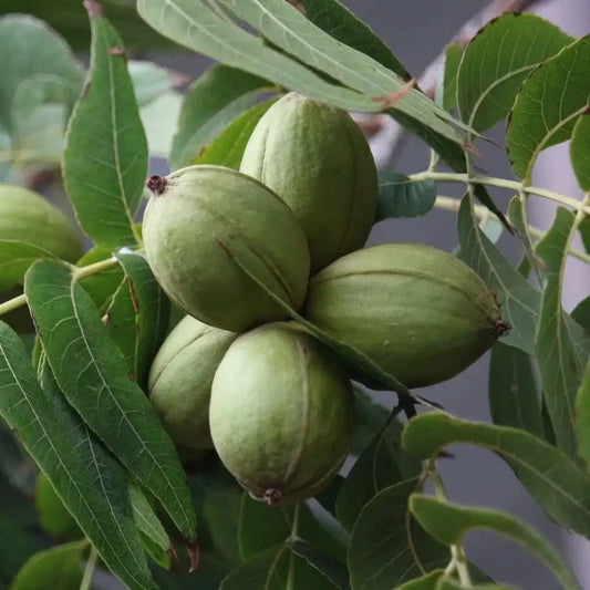 Desirable pecan tree young plant