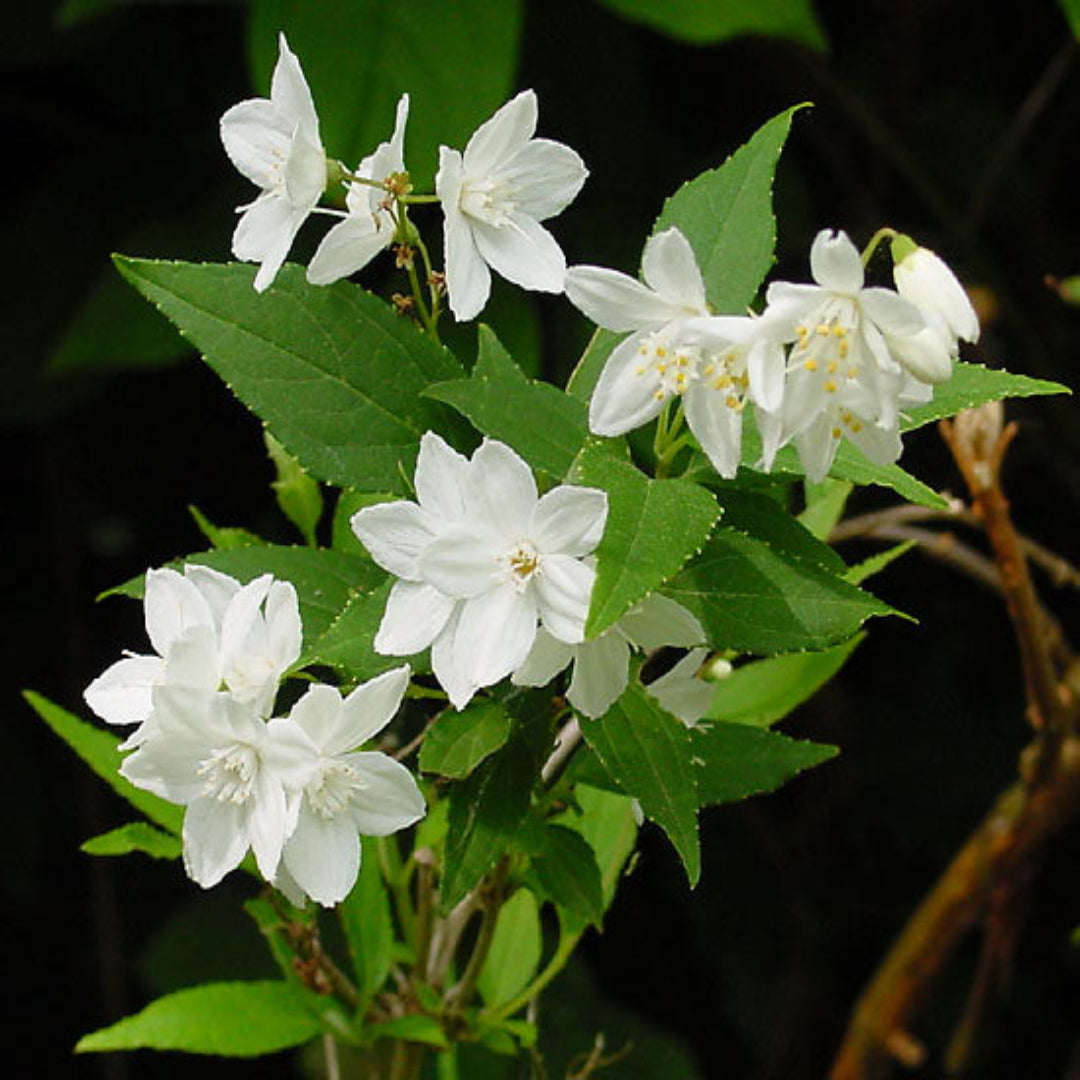 Deutzia gracilis slender deutzia shrub with white spring flowers in garden